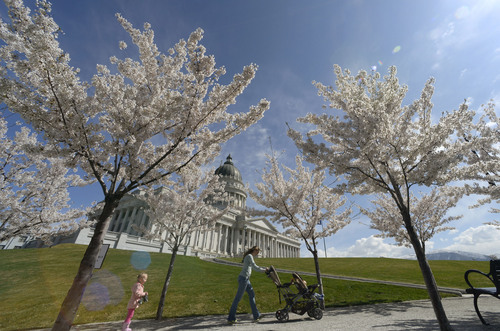 Al Hartmann  |  The Salt Lake Tribune
It' starting to look like Spring as people take their lunch walks beneath the 400 blooming Yoshino Cherry trees along the perimeter of the Utah State Capitol grounds Friday April 4.