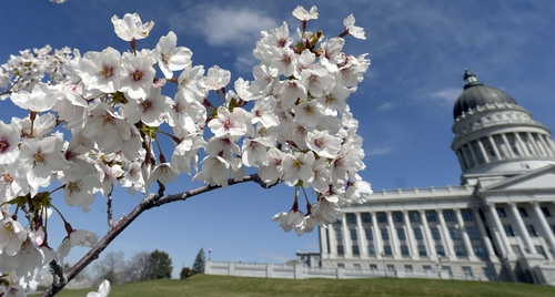 Al Hartmann  |  The Salt Lake Tribune
It' starting to look like Spring as the 400 blooming Yoshino Cherry trees bloom along the perimeter of the Utah State Capitol grounds Friday April 4.