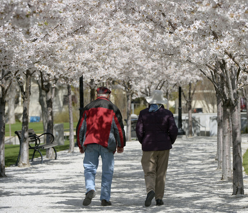 Al Hartmann  |  The Salt Lake Tribune
It' starting to look like Spring as people take their lunch walks beneath the 400 blooming Yoshino Cherry trees along the perimeter of the Utah State Capitol grounds Friday April 4.