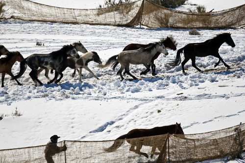 Chris Detrick  |  The Salt Lake Tribune
Wild horses are rounded up near the Swasey Mountains in Utah on Feb. 14,  2013. Of the 257 horses gathered, nearly 100 -- many of them mares treated with a contraceptive -- were returned to the range. Others were adopted or held in captivity. The federal Bureau of Land Management is charged with managing the estimated 36,000 wild horses roaming 10 Western states.