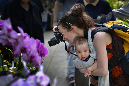 Scott Sommerdorf   |  The Salt Lake Tribune
Kirsten Holland of Bozeman, Montana, tries to hold still for a macro shot of an orchid while holding her nine month old daughter Aria Holland as the Utah Orchid Society's spring show takes place Saturday in the Orangerie at Red Butte Garden. Orchids will be available for viewing and purchase, Saturday, April 5, 2014.