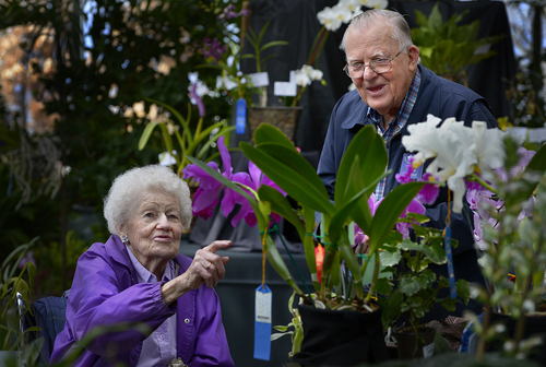 Scott Sommerdorf   |  The Salt Lake Tribune
Afton Smith, left, speaks with Tom Warne about his orchids at the Utah Orchid Society's spring show Saturday in the Orangerie at Red Butte Garden. Orchids will be available for viewing and purchase, Saturday, April 5, 2014.