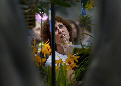 Scott Sommerdorf   |  The Salt Lake Tribune
A visitor to the Utah Orchid Society's spring show examines some of the orchids on display Saturday in the Orangerie at Red Butte Garden. Orchids will be available for viewing and purchase, Saturday, April 5, 2014.