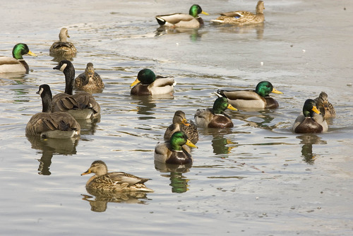 Paul Fraughton  |  The Salt Lake Tribune
Ducks and geese on Liberty Park's pond.
 Monday, February 25, 2013