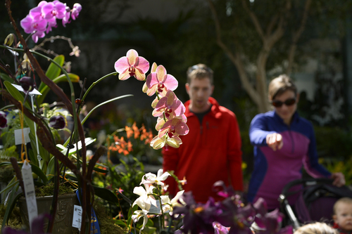 Scott Sommerdorf   |  The Salt Lake Tribune
The Utah Orchid Society's spring show takes place Saturday in the Orangerie at Red Butte Garden. Orchids will be available for viewing and purchase.