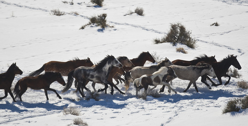 Chris Detrick  |  The Salt Lake Tribune
Wild horses are rounded up near the Swasey Mountains in Utah on Feb. 14,  2013. Of the 257 horses gathered, nearly 100 ó many of them mares treated with a contraceptive ó were returned to the range. Others were adopted or held in captivity. The federal Bureau of Land Management is charged with managing the estimated 36,000 wild horses roaming 10 Western states.