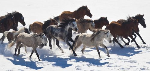 Chris Detrick  |  The Salt Lake Tribune
Wild horses from Utah's Swasey herd are rounded up by Cattoor Livestock Roundup Co in the West Desert near the Swasey Mountains in February 2013.The Bureau of Land Management has announced that it will again round up wild horses.