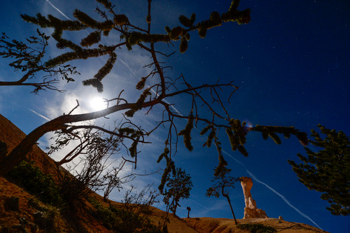 Franciso Kjolseth  |  The Salt Lake Tribune
The moon brightens up the sky and the bristrecone pine before being eclipsed by the Earth's Shadow early Tuesday morning as seen from Bryce Canyon near the E.T. formation as it is affectionately known by the local rangers. Bryce Canyon, famed for its dark skies is a great place to marvel at the stars and this week's blood moon.