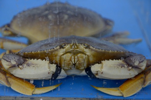 Leah Hogsten  |  The Salt Lake Tribune
Dungeness crabs fill Ocean City Seafood Market's live tanks.