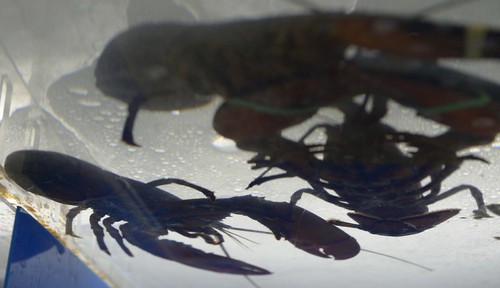 Leah Hogsten  |  The Salt Lake Tribune
Lobster fill Ocean City Seafood Market's live tanks.