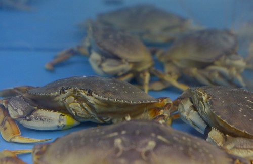 Leah Hogsten  |  The Salt Lake Tribune
Dungeness crabs fill Ocean City Seafood Market's live tanks.
