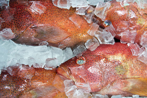 Keith Johnson | The Salt Lake Tribune

Strawberry grouper for sale at Ocean City Seafood Market on State Street in Salt Lake City. It's the second store for owner Hellen Chong and her sister Karen Chong.