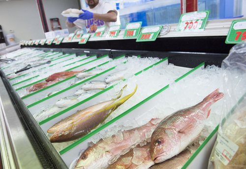 Keith Johnson | The Salt Lake Tribune

Fish for sale at Ocean City Seafood Market on State Street in Salt Lake City. It's the second store for owner Hellen Chong and her sister Karen Chong.