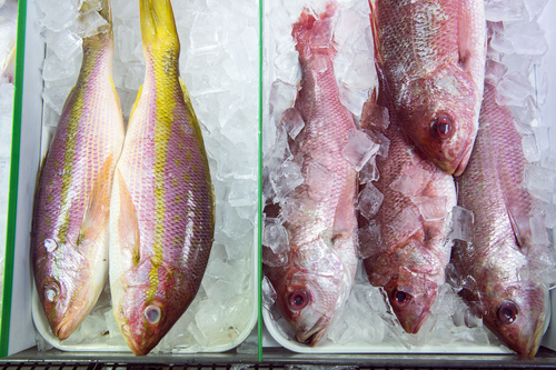 Whole Yellow tail Snapper - Sea Salt Fish Market product
