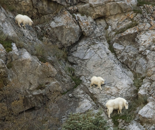 Steve Griffin  |   Tribune file photo

A pair of young mountain goats and an adult graze on the cliffs at the mouth of Little Cottonwood Canyon Friday, November 5, 2010.