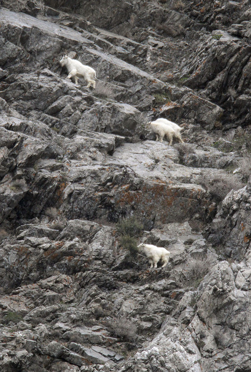 Francisco Kjolseth  |  Tribune file photo
Four mountain goat looks feed along the jagged rocks at the base of Little Cottonwood Canyon in 2011. The Utah Division of Wildlife Services is once again inviting the public to observe mountain goats using provided binoculars and spotting scopes. This year's viewing party is April 20, 2013.
