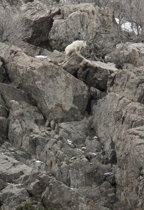 Francisco Kjolseth  |    Tribune file photo
A mountain goat looks down into the valley from the jagged rocks at the base of Little Cottonwood Canyon. The Utah Division of Wildlife Services invited the public to observe mountain goats using provided binoculars and spotting scopes. Bob Walters, Watchable Wildlife coordinator for the Division of Wildlife Resources, says April is one of the best months to see the goats. From 9 a.m. till noon several free activities for children were available including stamping goat tracks and handling goat fur and horns. Walters says goats are usually visible at the canyon from November through mid-April.