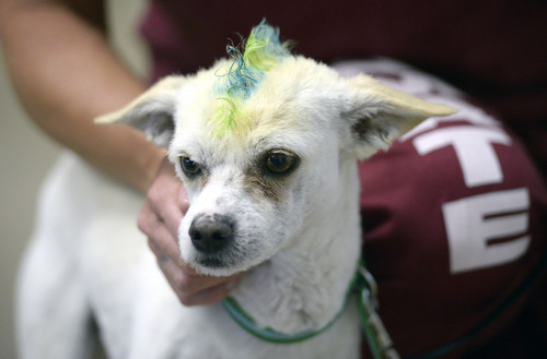 Al Hartmann  |  The Salt Lake Tribune
Jet, one of the six dogs in the Pawsitive Program at the Timpanogos Women's prison, gets plenty of love and attention from her handler-trainer.   Less than a week ago he was fearful and unsure. Now he is outgoing and happier. Maybe the multi-colored mohawk haircut helped. The program teaches inmates how to train and socialize shelter dogs to become therapy and service animals often for soldiers with PTSD.