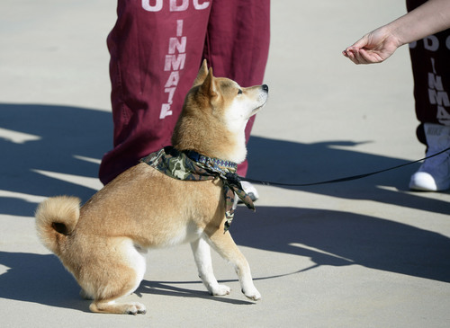 Al Hartmann  |  The Salt Lake Tribune
Captain, a Shiba Inu dog, politely waits for his snack during training with his trainers in the Pawsitive Program at the Timpanogos Women's prison. The program teaches inmates how to train and socialize shelter dogs with positive reinforcement to become therapy and service animals, often for soldiers with PTSD.