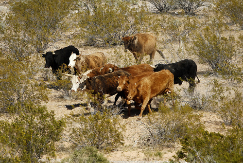 John Locher |  The Associated Press
The Bureau of Land Management calls cattle belonging to Cliven Bundy, below, "trespass cattle" that rancher Cliven Bundy has been grazing in the Gold Butte area 80 miles northeast of Las Vegas.
