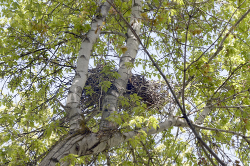 Al Hartmann  |  The Salt Lake Tribune
Large birds nest in Miller Park Bird Refuge.  The park in Salt Lake City's Yalecrest neighborhood will undergo a restoration project to begin this summer after bird nesting season and peak flows of Red Butte Creek whch runs the length of the park. The park will be closed during the restoration work from July through November to remove invasive species and establish native trees, shrubs and plants.  The project will also restore the creek bed, reduce water velocity, stabilize the stream bank and make minor improvements to the walking trail and signage.