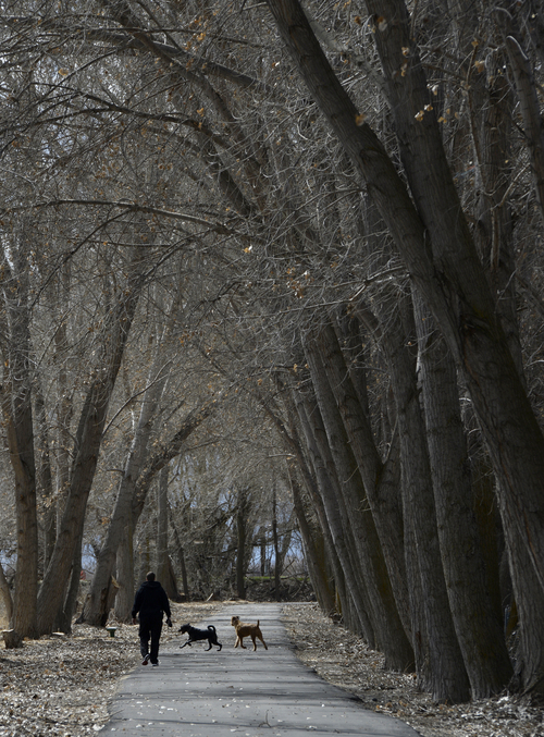 Franciso Kjolseth  |  Tribune file photo
A pedestrian walks his dogs along the Provo Canyon Parkway.