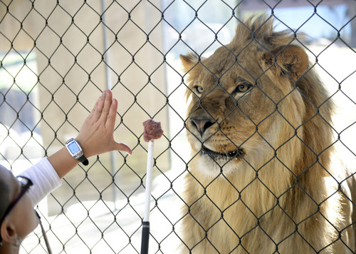 Al Hartmann  |  The Salt Lake Tribune
Hogle Zoo lion trainer Tonya Matelski uses food and conditioning in training one of the two recently acquired young male lions in the Zoo's new Lions' Hill exhibit Thursday May 1.  The large enclosure has heated concrete, cool grottos, and a hill with perching rocks. Lions' Hill will be open for the public tomorrow.  The larger part of African Savannah will open late May.