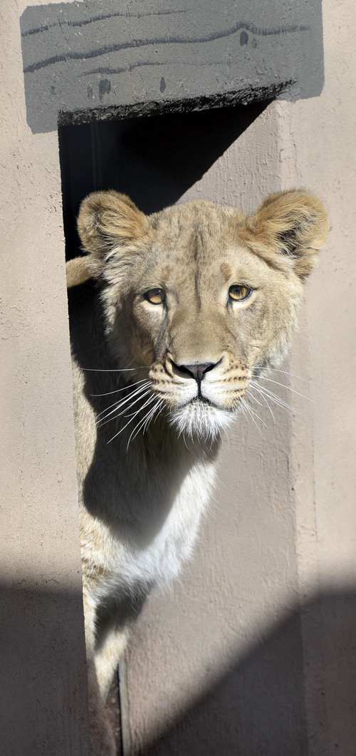 Al Hartmann  |  The Salt Lake Tribune
One of the recently acquired young female lions leaves its enclosure in Hogle Zoo's new Lions' Hill within the larger African Savannah exhibit Thursday May 1.  The two females won't be ready to live with the two young males for another year.   Lions' Hill will be open for the public tomorrow.  The larger part of African Savannah will open late May.