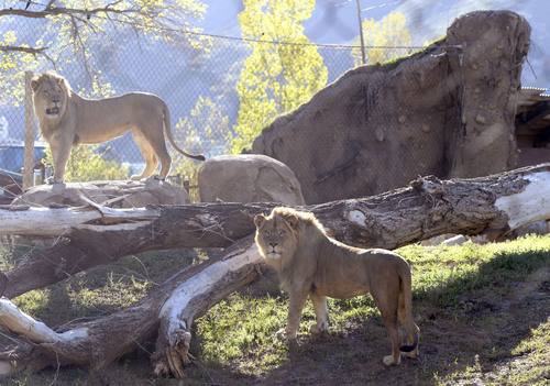 Al Hartmann  |  The Salt Lake Tribune
Two recently acquired young male lions explore Hogle Zoo's Lions' Hill within the larger African Savannah exhibit Thursday May 1.  The large enclosure has heated concrete, cool grottos, and a hill with perching rocks. Lions' Hill will be open for the public tomorrow.  The larger part of African Savannah will open late May.