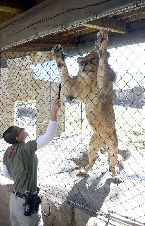 Al Hartmann  |  The Salt Lake Tribune
Hogle Zoo lion trainer Tonya Matelski uses food and conditioning in training one of the two recently acquired young male lions in the Zoo's new Lions' Hill exhibit Thursday May 1.  The large enclosure has heated concrete, cool grottos, and a hill with perching rocks. Lions' Hill will be open for the public tomorrow.  The larger part of African Savannah will open late May.