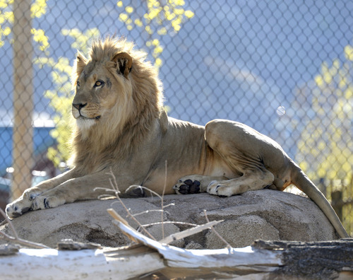 Al Hartmann  |  The Salt Lake Tribune
One of the two recently acquired young male lions explores Hogle Zoo's Lions' Hill within the larger African Savannah exhibit Thursday May 1.  The large enclosure has heated concrete, cool grottos, and a hill with perching rocks. Lions' Hill will be open for the public tomorrow.  The larger part of African Savannah will open late May.