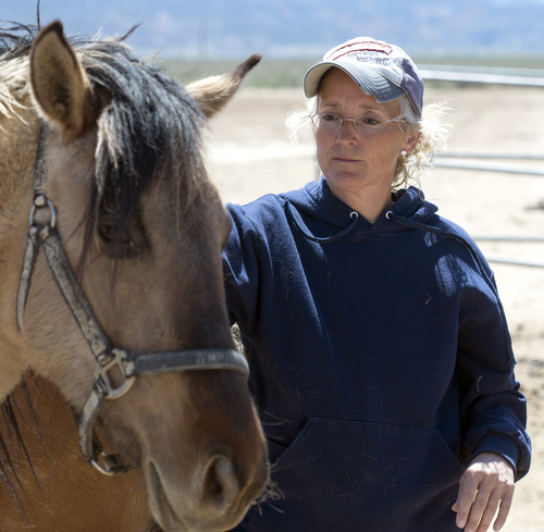 Rick Egan  |  The Salt Lake Tribune

Ginger Grimes says she could take in 10 wild horses if Iron and Beaver counties round them up this summer. The founder and operator of the Dust Devil Ranch Sanctuary for Horses south of Cedar City, Grimes already has several mustangs rescued from their previous owners. "I want to be part of the solution," says Grimes on, Thursday, April 24, 2014.