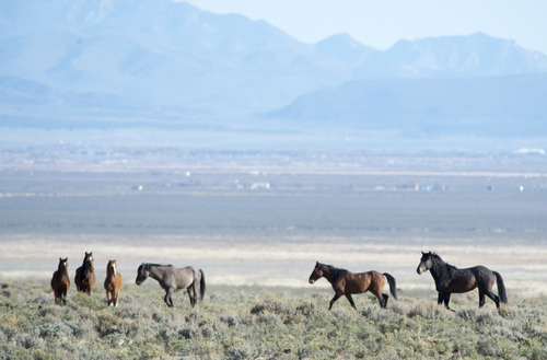 Rick Egan  |  The Salt Lake Tribune

Wild horses roam on BLM land at the north end of the Escalante Valley 60 miles west of Cedar City,  Wednesday, April 23, 2014.  Iron and Pine Valley Mountains are in the rear.