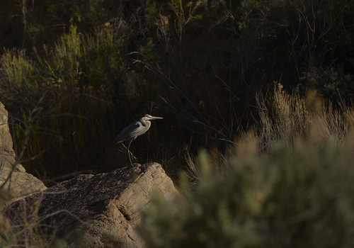 Leah Hogsten  |  The Salt Lake Tribune
A Great Blue Heron rests in Recapture Canyon, April 26, 2014. The BLM closed Recapture Canyon to motorized use in 2007 after trail builders caused more than $300,000 in damage to archaeological sites. San Juan County commissioner Phil Lyman is tired of waiting for the Bureau of Land Management to decide whether to allow ATVs back into Recapture Canyon and has rallied a May 10 to protest the BLM's lack of leadership and decision making.