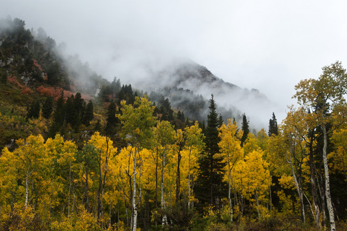 Chris Detrick  |  Tribune file photo
Fall colors in Little Cottonwood Canyon photographed Tuesday September 25, 2012. Majority interest in the ski resort was sold to Ian Cumming and his family in May 2014.