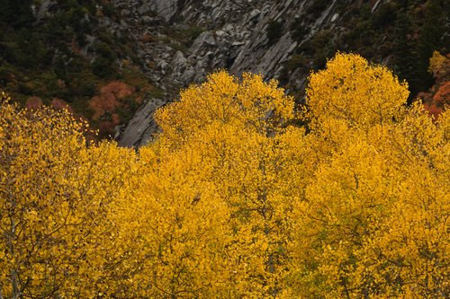 Chris Detrick  |  Tribune file photo
Fall colors in Little Cottonwood Canyon photographed Tuesday September 25, 2012.