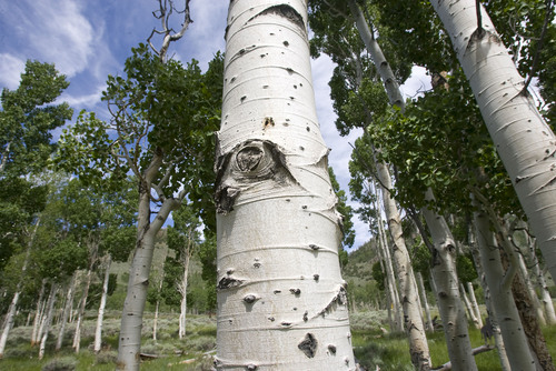 Al Hartmann  |  The Salt Lake Tribune
Aspen trees in the Pando Clone, an area of over 100 acres of trees that make up the world's largest living organism near Fish Lake in Central Utah.   The Pando Clone is not regenerating (sprouting small trees) making its continued existence in question.