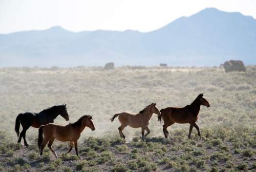 Rick Egan  |  The Salt Lake Tribune

Wild horses, on BLM land northwest of Cedar City,  Wednesday, April 23, 2014