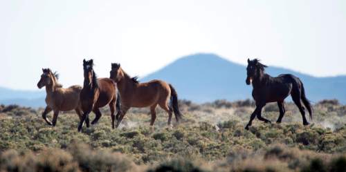 Rick Egan  |  The Salt Lake Tribune

Wild horses run with the cattle on BLM land northwest of Cedar City, Wednesday, April 23, 2014.