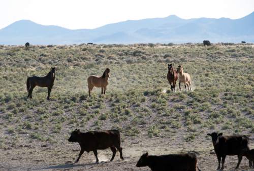 Rick Egan  |  The Salt Lake Tribune

Wild horses on BLM land northwest of Cedar City, Wednesday, April 23, 2014
