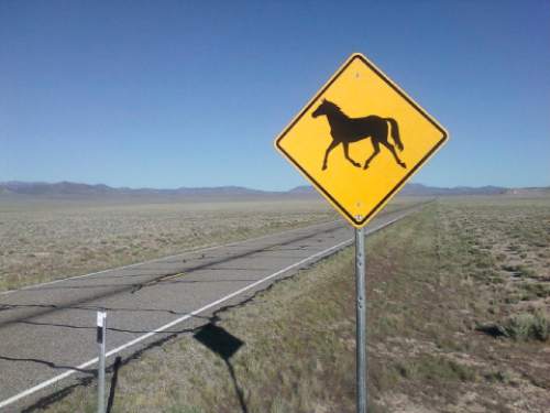 Rick Egan  |  The Salt Lake Tribune
Wild horses run on BLM land northwest of Cedar City in April.