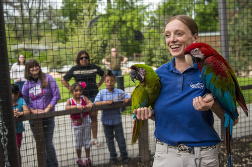 Chris Detrick  |  The Salt Lake Tribune
Helen Dishaw, Curator of Bird Training and Education, holds Da Vinci, a Great Green Macaw, and Rousseau, a Green Winged Macaw, in the new macaw exhibit at the Tracy Aviary Friday May 16, 2014. The King Vulture and Macaw exhibit will be open for Memorial Day weekend.