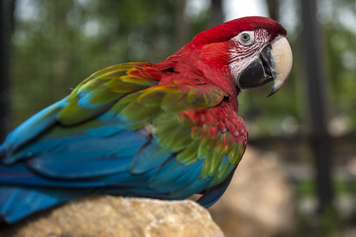 Chris Detrick  |  The Salt Lake Tribune
Rousseau, a Green Winged Macaw, in the new macaw exhibit at the Tracy Aviary Friday May 16, 2014. The King Vulture and Macaw exhibit will be open for Memorial Day weekend.
