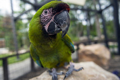 Chris Detrick  |  The Salt Lake Tribune
Da Vinci, a Great Green Macaw, in the new macaw exhibit at the Tracy Aviary Friday May 16, 2014. The King Vulture and Macaw exhibit will be open for Memorial Day weekend.