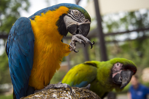 Chris Detrick  |  The Salt Lake Tribune
Picasso, a Blue and Gold Macaw, and Da Vinci, a Great Green Macaw, in the new macaw exhibit at the Tracy Aviary Friday May 16, 2014. The King Vulture and Macaw exhibit will be open for Memorial Day weekend.