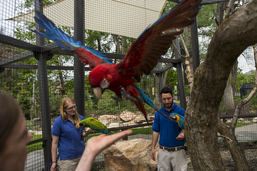 Chris Detrick  |  The Salt Lake Tribune
Helen Dishaw, Caileigh Felker and Aron Smolley with macaw's Rousseau, a Green Winged Macaw, Da Vinci, a Great Green Macaw, and Picasso, a Blue and Gold Macaw, , in the new macaw exhibit at the Tracy Aviary Friday May 16, 2014. The King Vulture and Macaw exhibit will be open for Memorial Day weekend.