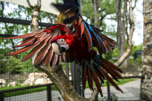 Chris Detrick  |  The Salt Lake Tribune
Rousseau, a Green Winged Macaw, flies around in the new macaw exhibit at the Tracy Aviary Friday May 16, 2014. The King Vulture and Macaw exhibit will be open for Memorial Day weekend.