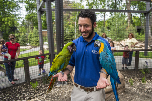 Chris Detrick  |  The Salt Lake Tribune
Bird Trainer Aron Smolley holds Da Vinci, a Great Green Macaw, and Picasso, a Blue and Gold Macaw, in the new macaw exhibit at the Tracy Aviary Friday May 16, 2014. The King Vulture and Macaw exhibit will be open for Memorial Day weekend.