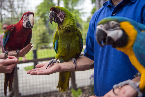 Chris Detrick  |  The Salt Lake Tribune
Rousseau, a Green Winged Macaw, Picasso, a Blue and Gold Macaw, and Da Vinci, a Great Green Macaw, in the new macaw exhibit at the Tracy Aviary Friday May 16, 2014. The King Vulture and Macaw exhibit will be open for Memorial Day weekend.