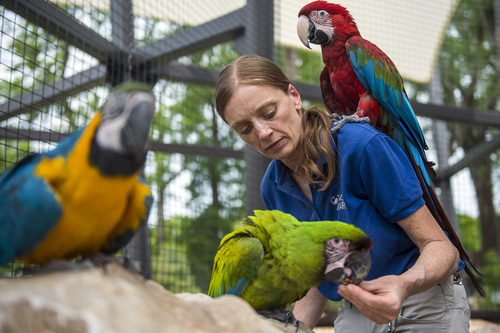 Chris Detrick  |  The Salt Lake Tribune
Helen Dishaw, Curator of Bird Training and Education, with Da Vinci, a Great Green Macaw, Rousseau, a Green Winged Macaw, and Picasso, a Blue and Gold Macaw, in the new macaw exhibit at the Tracy Aviary Friday May 16, 2014. The King Vulture and Macaw exhibit will be open for Memorial Day weekend.